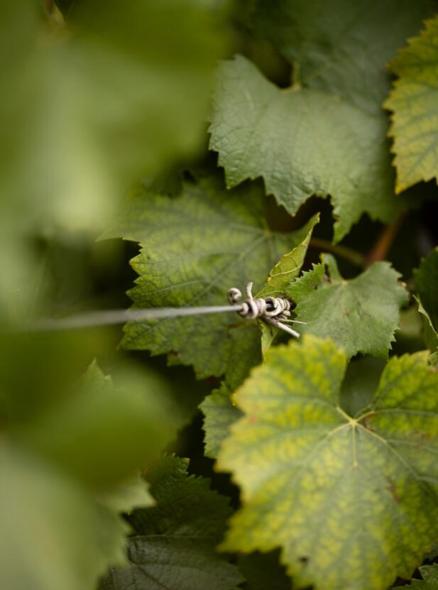 Grape vine leaves