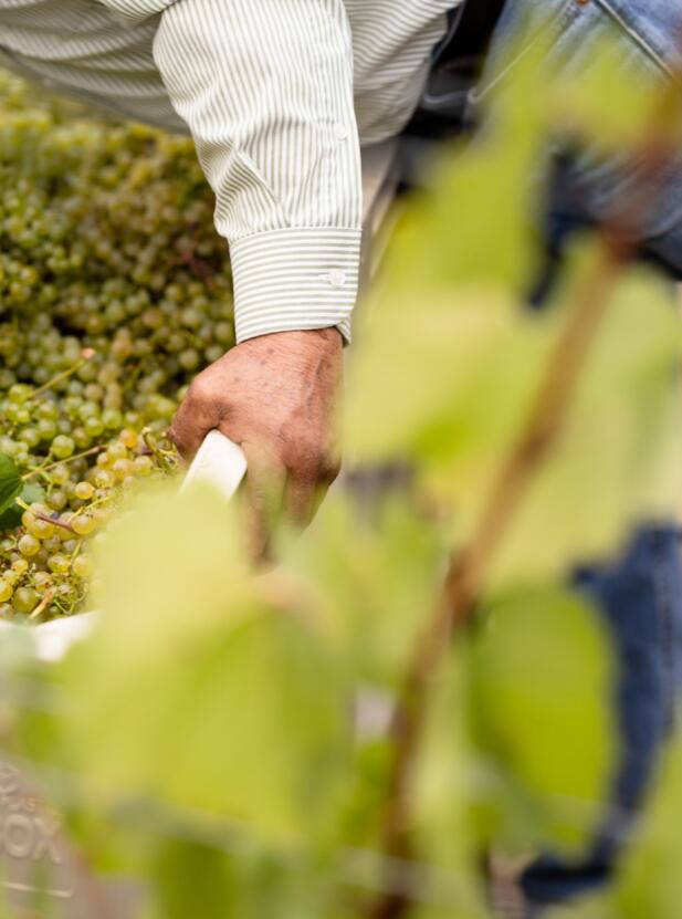 Man picking grapes