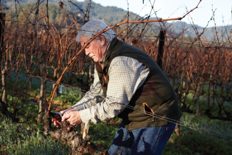 Jim Barbour tending grape vines