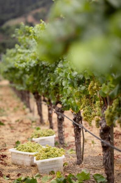 Grape vines with bins of grapes