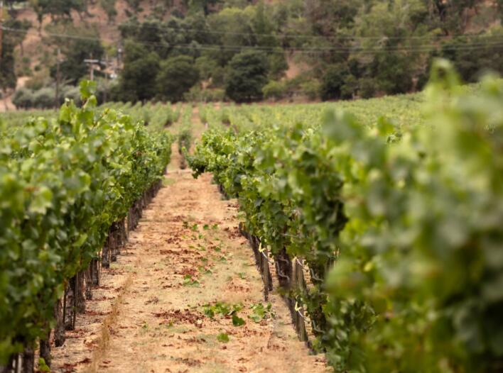 Vineyard grape vine rows