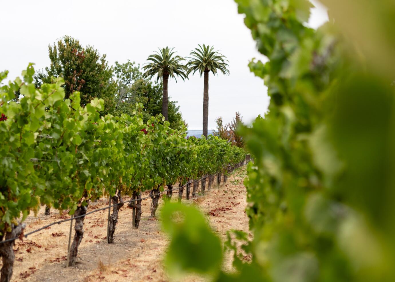 Vineyard grape vine rows with palm trees in background